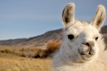 Patagonian Llama.