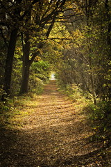 Obraz premium Herbstweg