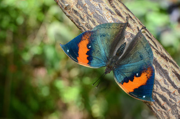 Kallima inachus butterfly with opened wings, also known as orange oakleaf