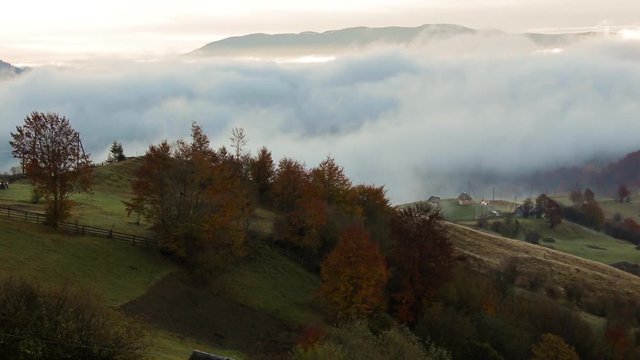 cold morning fog with golden hot sunrise in the rural area of Carpathian mountain range. green grass and trees with colorful foliage on the hillside meadow
