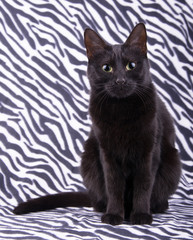 Beautiful black cat sitting against a zebra striped background, looking attentively at the viewer