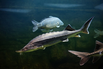 Siberian sturgeon (Acipenser baerii)