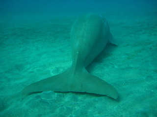 Dugong