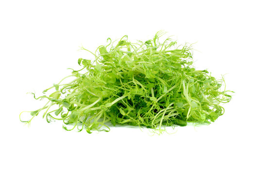 pea sprouts isolated on white background