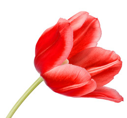 red tulip flower head isolated on white background