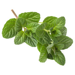 Fresh mint herb leaves isolated on white background cutout © Natika