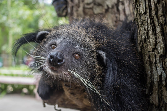Binturong (Arctictis binturong) a.k.a. Bearcat rest on tree.