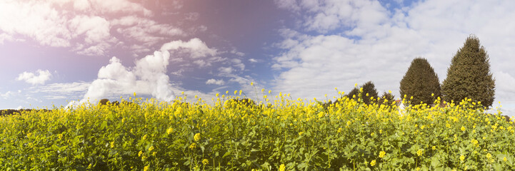 yellow canola or mustard on a field