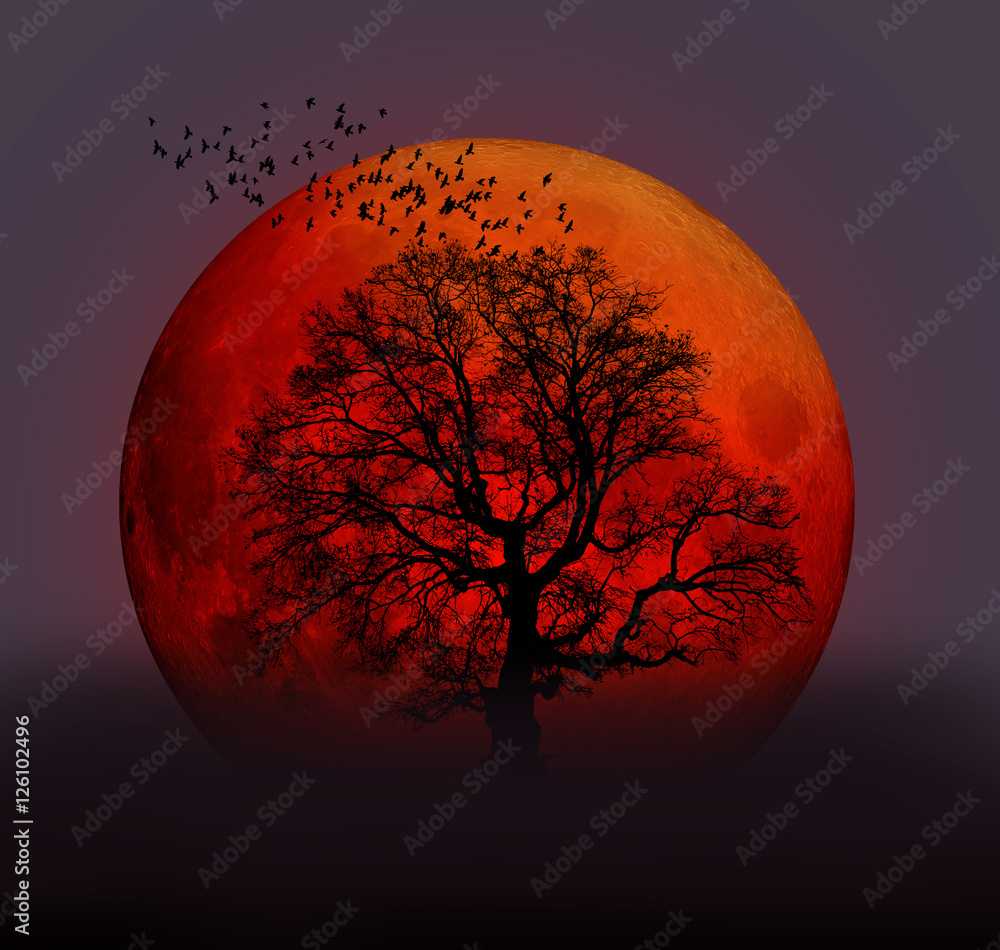 Wall mural moon at it largest also called super moon 