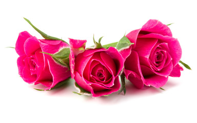 pink rose flower head isolated on white background cutout