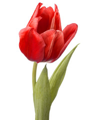 red tulip flower head isolated on white background