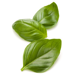 Sweet basil herb leaves isolated on white background closeup