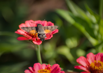 Hummingbird Hawk-moth hovering over flower.
