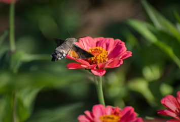 Obraz premium Hummingbird Hawk-moth hovering over flower.