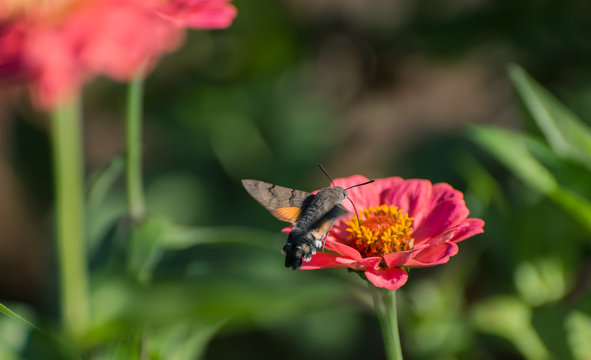 Hummingbird Hawk-moth hovering over flower.