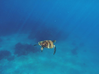 Sea turtle in blue water. Green turtle swimming in deep blue sea.