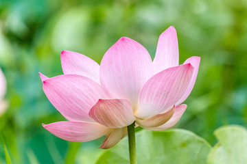 Lotus flower and Lotus flower plants