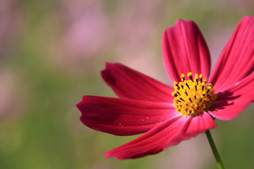 Obraz premium コスモス