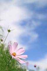 コスモス