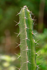 cactus with dangerous thin thorns