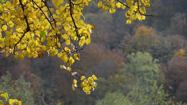 tree branch with yellow and orange foliage in autumn forest on sunny day