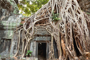 Entrance of Ta Prohm temple covered in tree roots, Angkor Wat, C