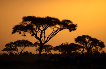 Fototapeta na wymiar Typical african sunset with acacia trees in Masai Mara, Kenya