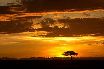 Typical african sunset with acacia trees in Masai Mara, Kenya. H