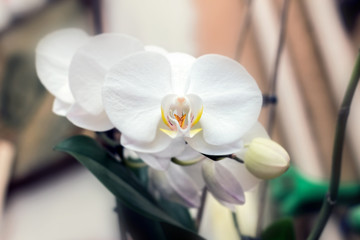 White tender orchid