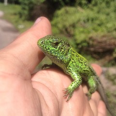 lizard on hand