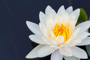 Blooming lotus flower