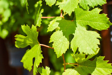 grape leaves