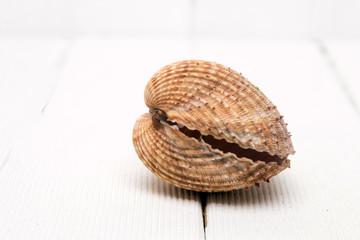 clam shell isolated
