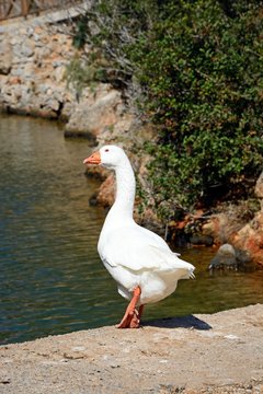 White goose on the edge of the harbour, Sissi, Crete.