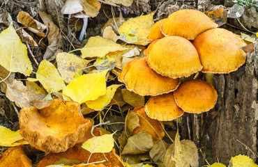 Gymnopilus spectabilis, junonius. Hongo de la risa, sobre tronco seco de chopo.