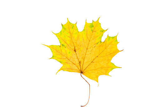 Beautiful, soft, colorful and fresh autumn maple leaf on the white background.