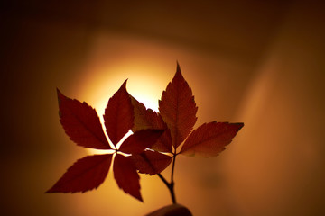 Red leaves backlit