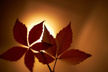 Red leaves backlit