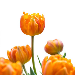 Orange tulip