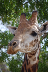 A giraffe in Bandia Park, Senegal