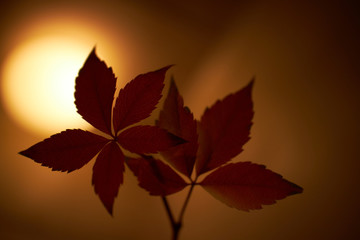 Red leaves backlit