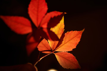 Red leaves backlit