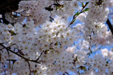 Sakura in spring