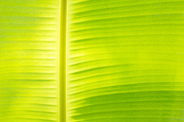 Closed up of Green banana leaf background