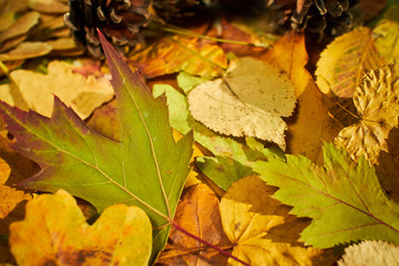 Many different autumn leaves close up