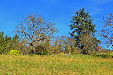 Obraz premium Landschaft im Herbst, Baum