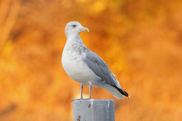 Herring Gull on a Post with Autumn Foliage in Background