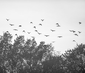 Birds are flying in the evening