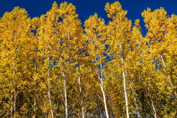 Chopos canadienses con hojas amarillas en otoño. Populus canadensis.