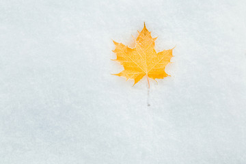 Fallen yellow maple leaf on the snow. Winter background.